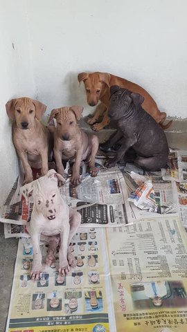 A To E - Shar Pei Mix Dog