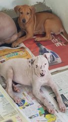 A To E - Shar Pei Mix Dog