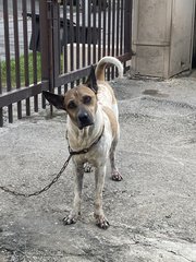 Chowpy - Great Dane Mix Dog