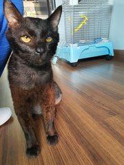 Kuro - Domestic Medium Hair Cat