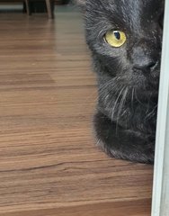 Kuro - Domestic Medium Hair Cat