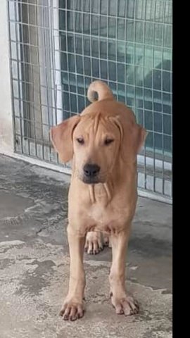 Marlo  - Dachshund + Shar Pei Dog