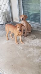 Marlo  - Dachshund + Shar Pei Dog