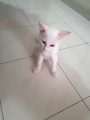 Snowy in our living room. He is sometimes very timid, so teach him well