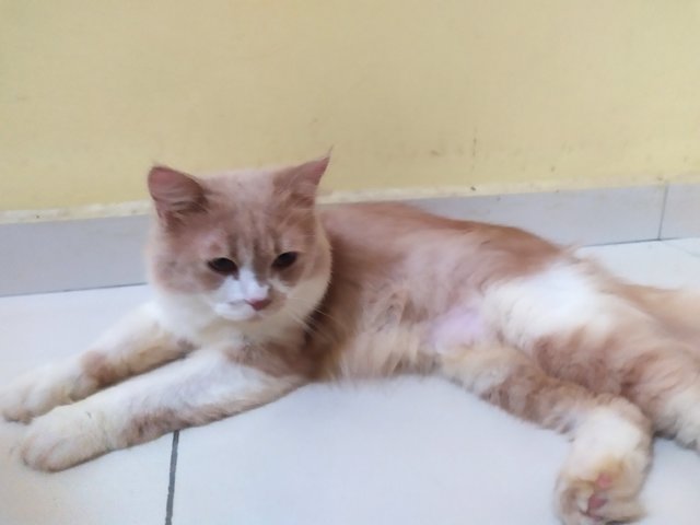 Tigger - Domestic Long Hair Cat