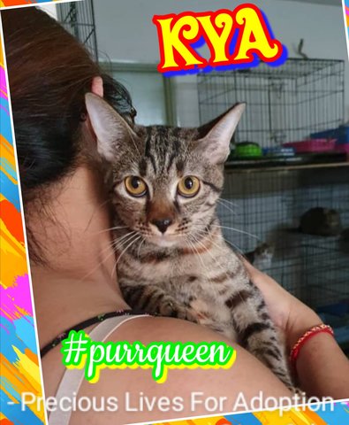 Kya #purrqueen  - Ocicat Cat