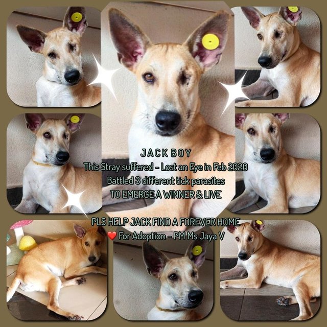 Jack - Mixed Breed Dog