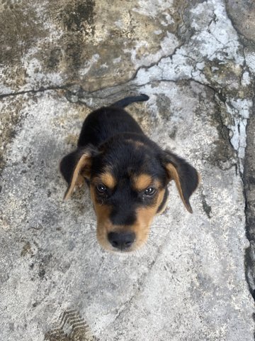 Girl Girl  - Rottweiler Mix Dog