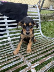 Girl Girl  - Rottweiler Mix Dog