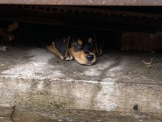 Girl Girl  - Rottweiler Mix Dog