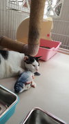 Domino (Fully Vaccinated And Neutered) - Domestic Medium Hair Cat