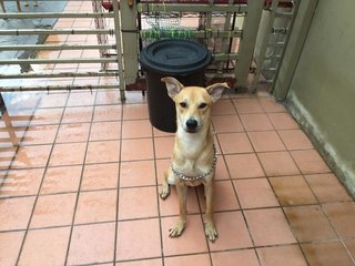 Oscar - Mixed Breed Dog