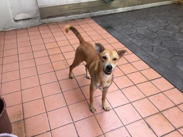 Oscar - Mixed Breed Dog