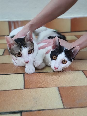 Eva, Leo &amp; Misty - Domestic Short Hair Cat