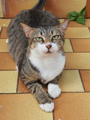 Eva, Leo &amp; Misty - Domestic Short Hair Cat