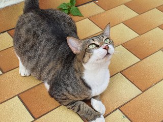 Eva, Leo &amp; Misty - Domestic Short Hair Cat