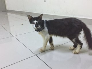 Onet - Domestic Long Hair + Domestic Medium Hair Cat