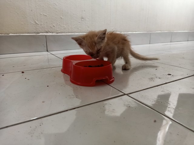 Cat And 4 Kittens - Domestic Short Hair Cat