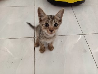 Cat And 4 Kittens - Domestic Short Hair Cat