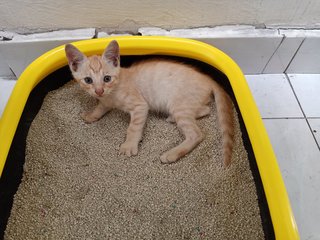 Cat And 4 Kittens - Domestic Short Hair Cat