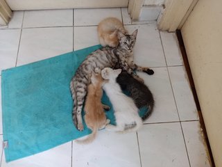 Cat And 4 Kittens - Domestic Short Hair Cat