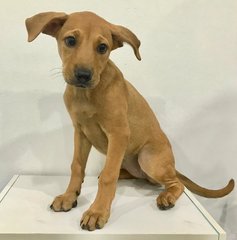 Dee Dee - Mixed Breed Dog