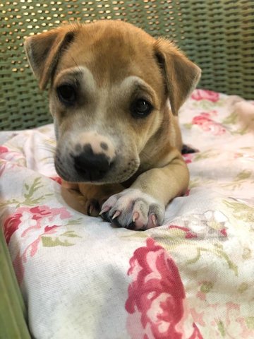 Bella - Shar Pei Mix Dog