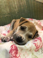 Bella - Shar Pei Mix Dog