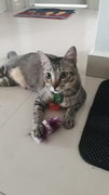 Mr. Kutty - Domestic Short Hair Cat