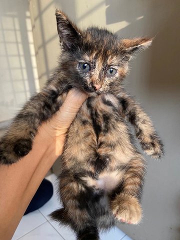 Tortoiseshell Cat (Fifi) - Tortoiseshell Cat