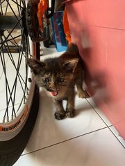 Tortoiseshell Cat (Fifi) - Tortoiseshell Cat