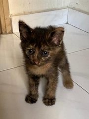 Tortoiseshell Cat (Fifi) - Tortoiseshell Cat