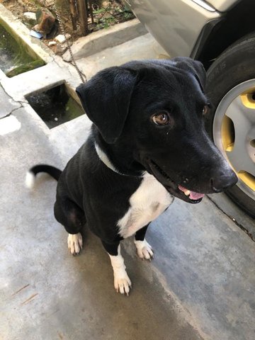 Blacky - Collie Mix Dog