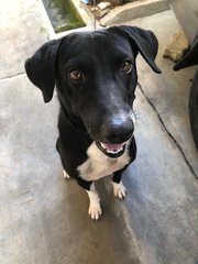 Blacky - Collie Mix Dog