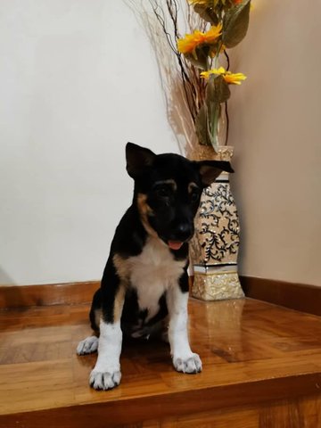 Oreo - Mixed Breed Dog