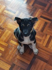 Oreo - Mixed Breed Dog