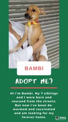 Bambi - Mixed Breed Dog