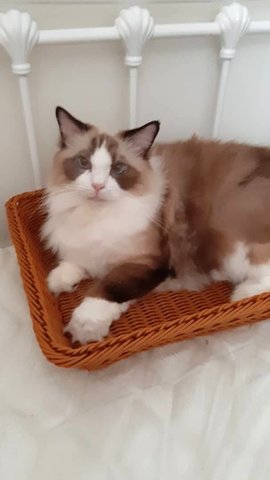 Fifi - Ragdoll Cat