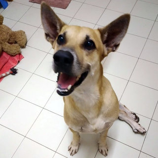 Bingo - Mixed Breed Dog