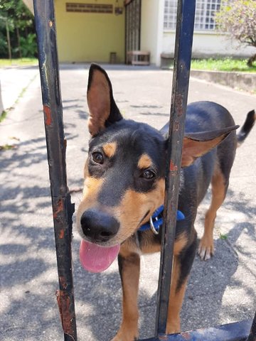 Cutie - Mixed Breed Dog