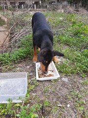 Cutie - Mixed Breed Dog