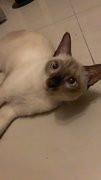 Mocha  - Siamese Cat