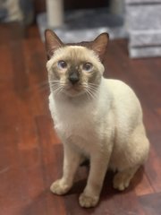 Mocha  - Siamese Cat