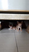 4 Siblings 💞💕 - Domestic Short Hair Cat