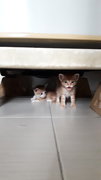 4 Siblings 💞💕 - Domestic Short Hair Cat