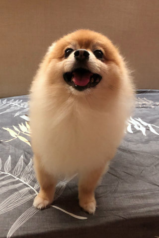 Ming Ming  - Pomeranian Dog