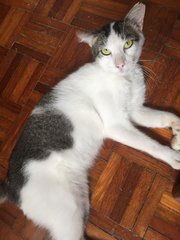 Cinnabon (Bonbon) - Domestic Short Hair Cat