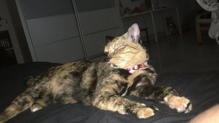 Thumbs  - Tortoiseshell Cat