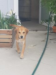 Zaza - Mixed Breed Dog