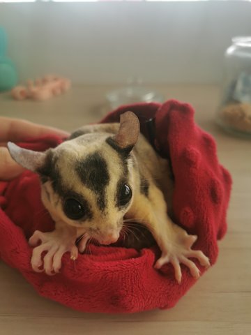 Shiro - Sugar Glider Small & Furry